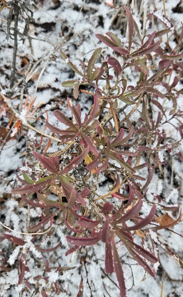 Penstemon Fruticosus