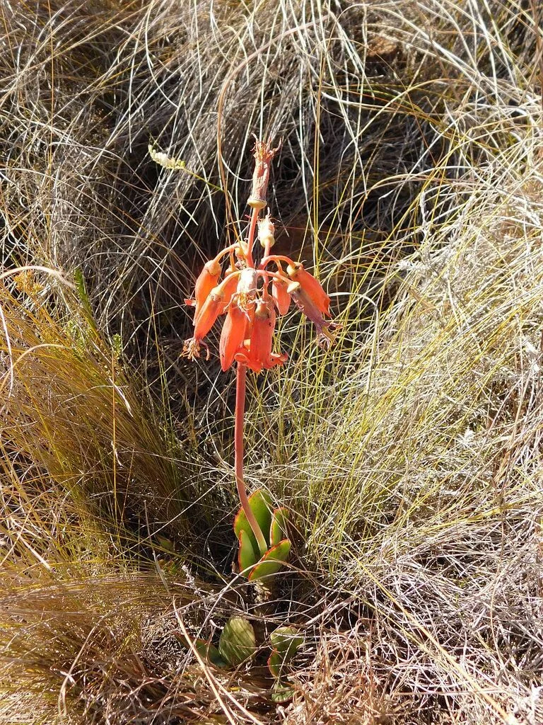 Cotyledon Orbiculata