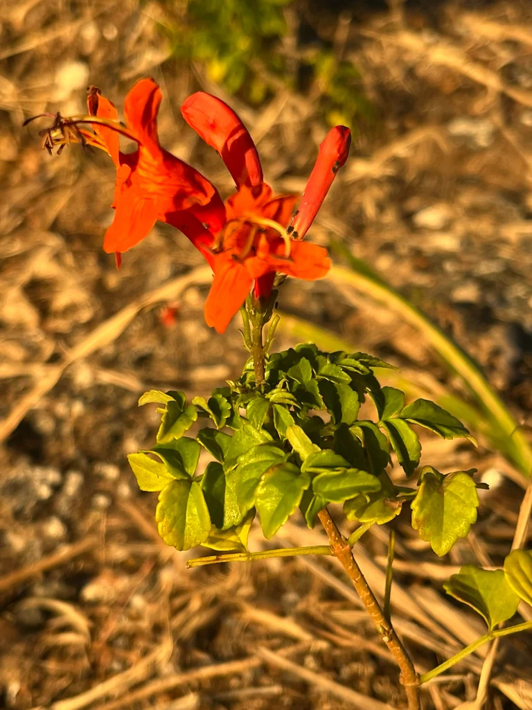 Tecoma Capensis