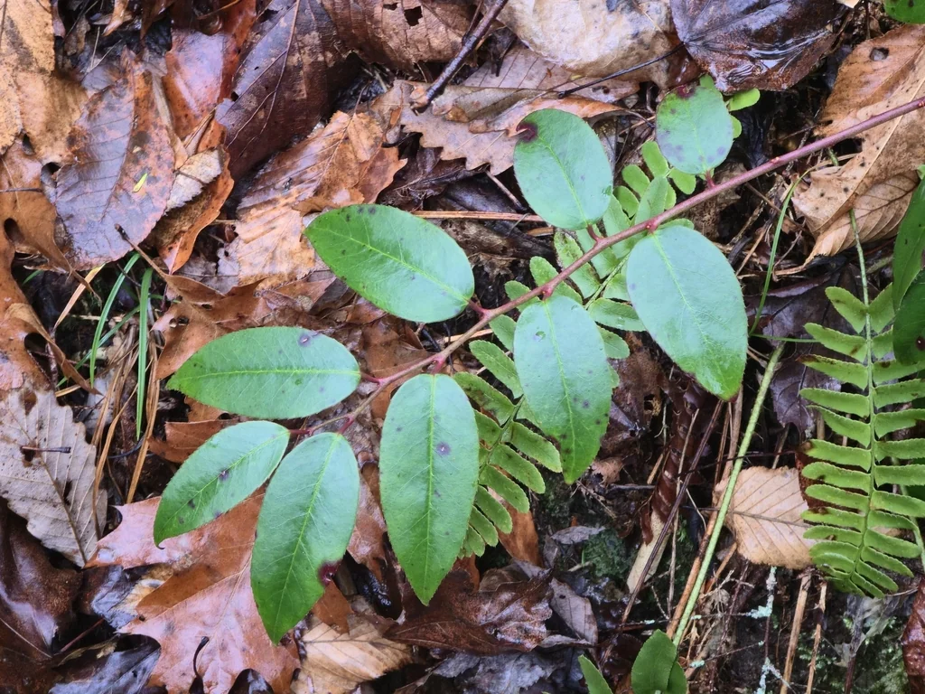 Leucothoe Fontanesiana