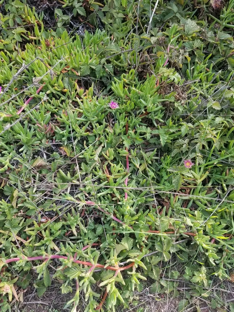Carpobrotus Chilensis