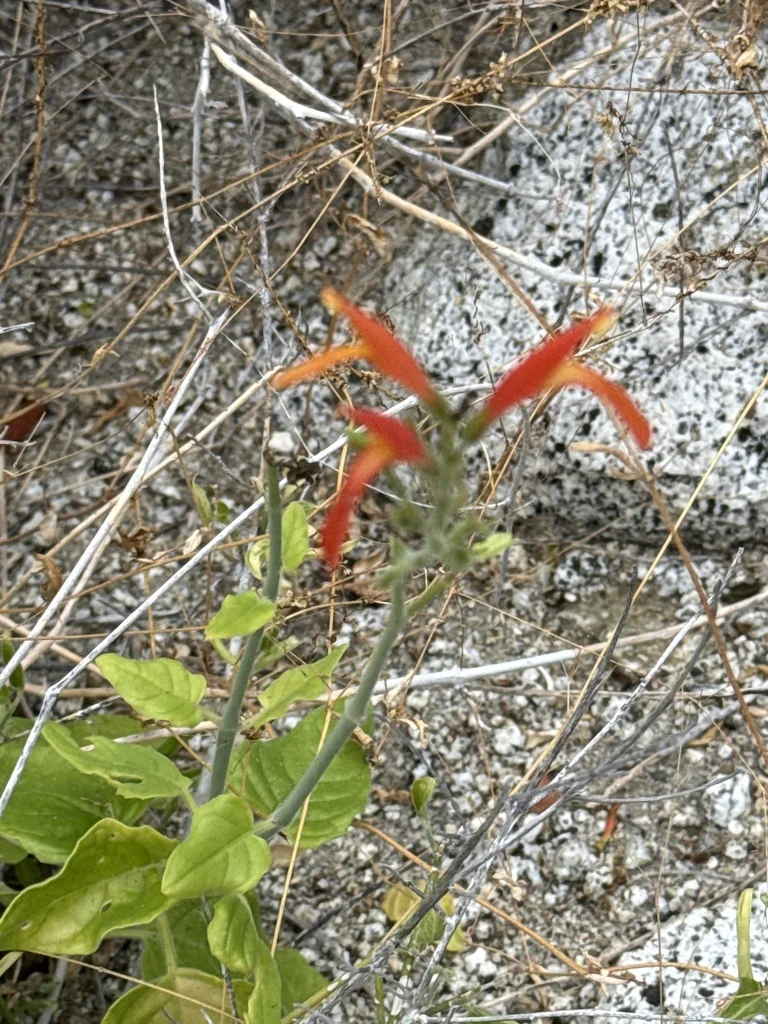 Justicia Californica