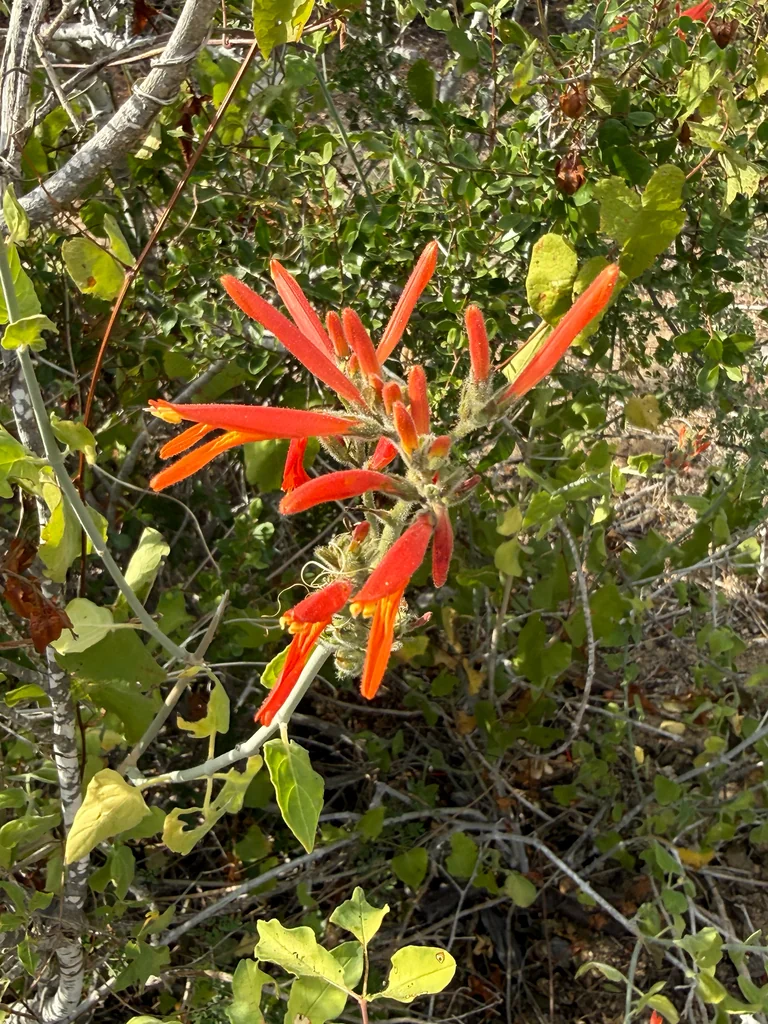 Justicia Californica