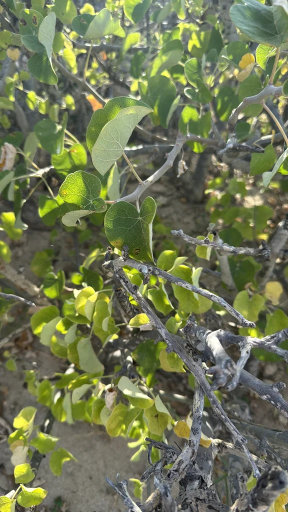 Jatropha Cinerea