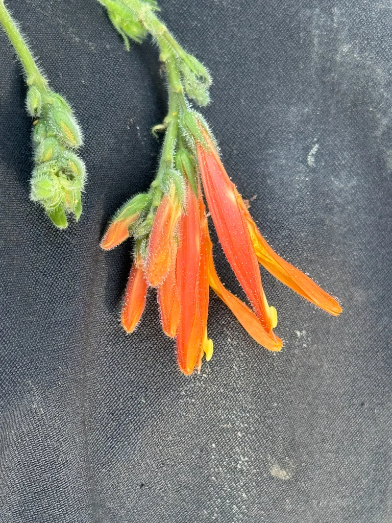 Justicia Californica
