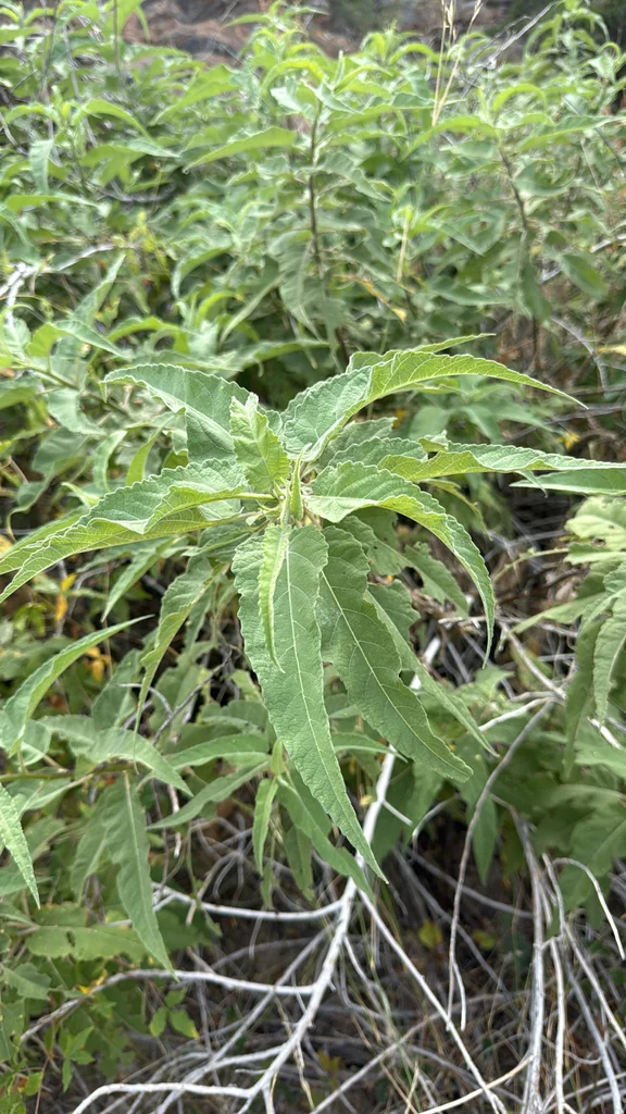 Ambrosia Ambrosioides