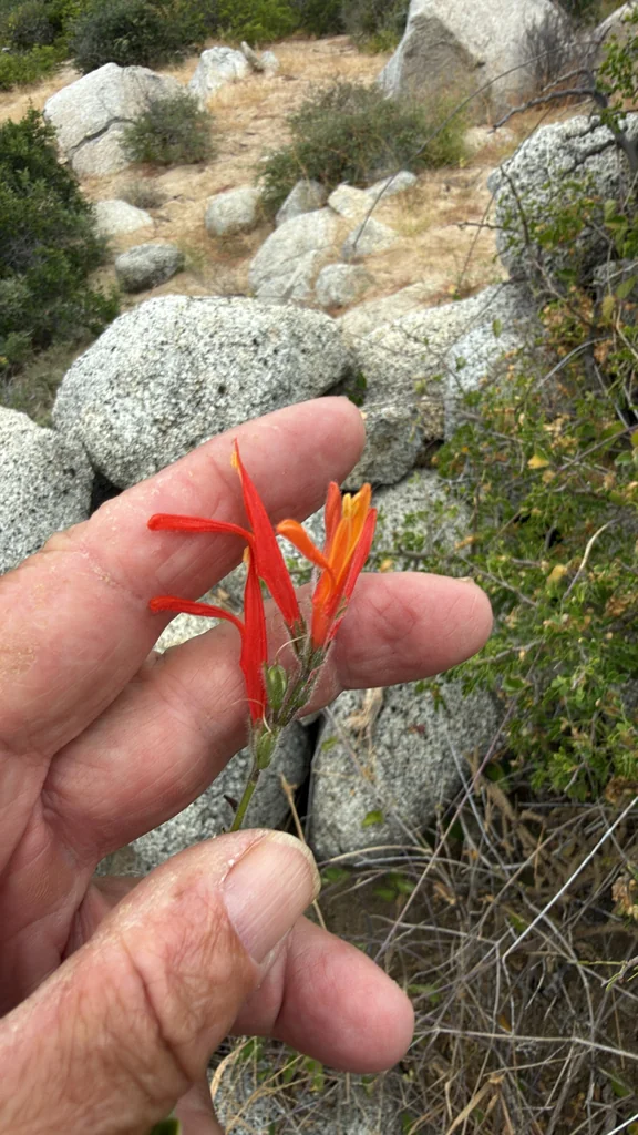 Justicia Californica