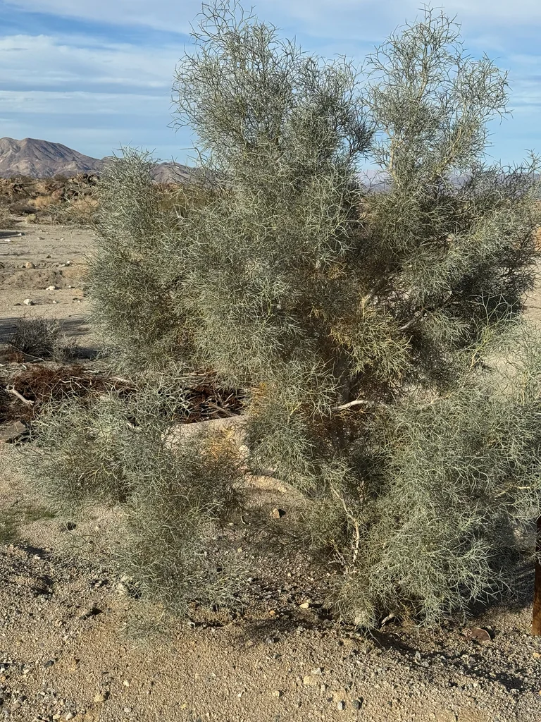 Psorothamnus Spinosus
