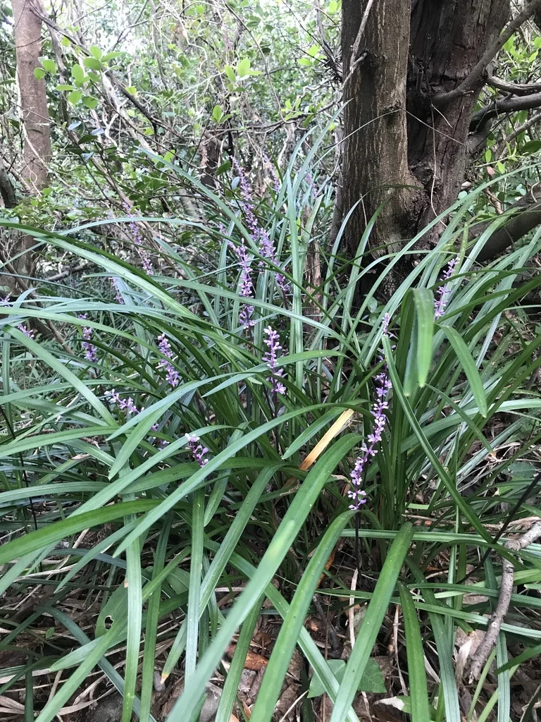 Liriope Muscari