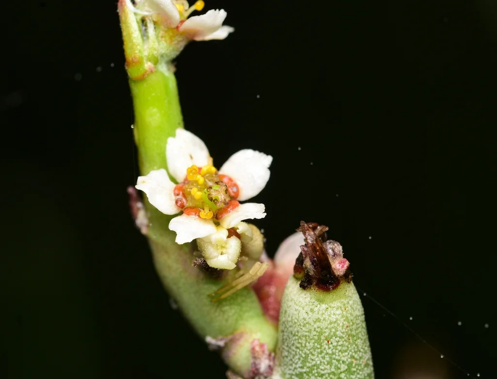 Euphorbia Antisyphilitica