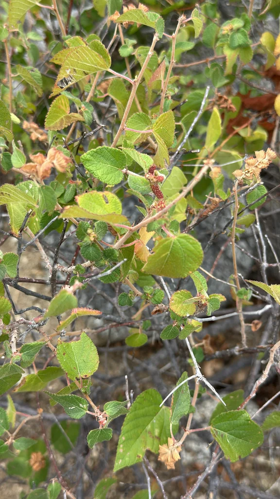Acalypha Californica