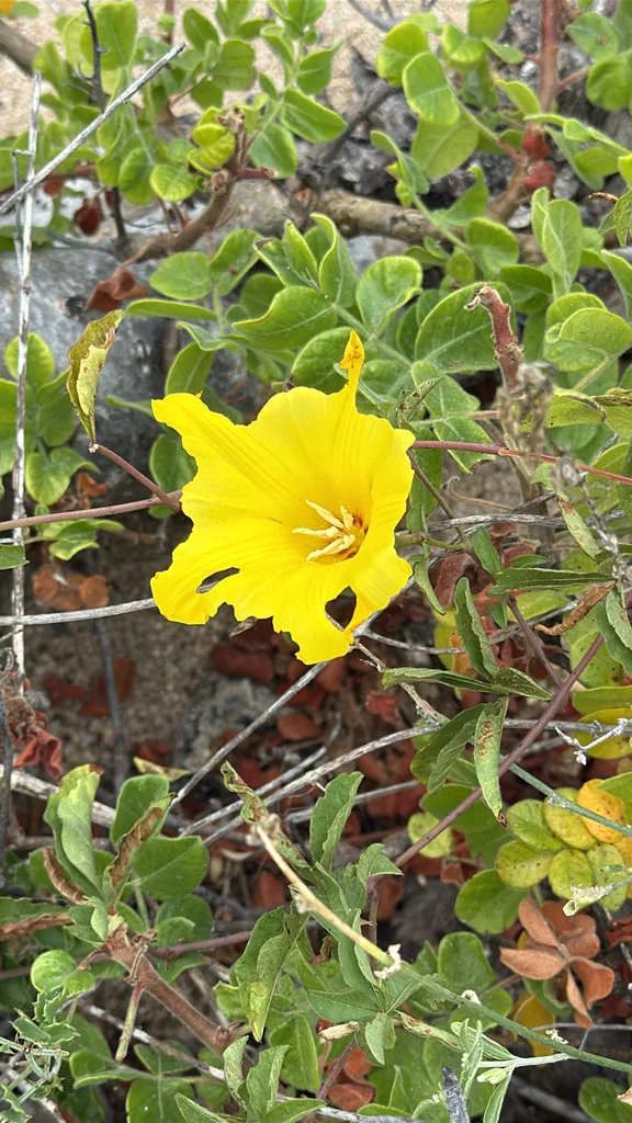 Merremia Aurea