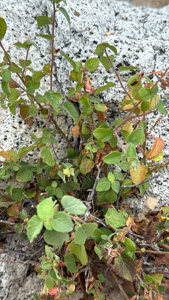 Acalypha Californica