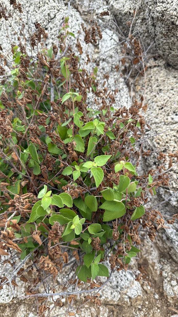 Acalypha Californica