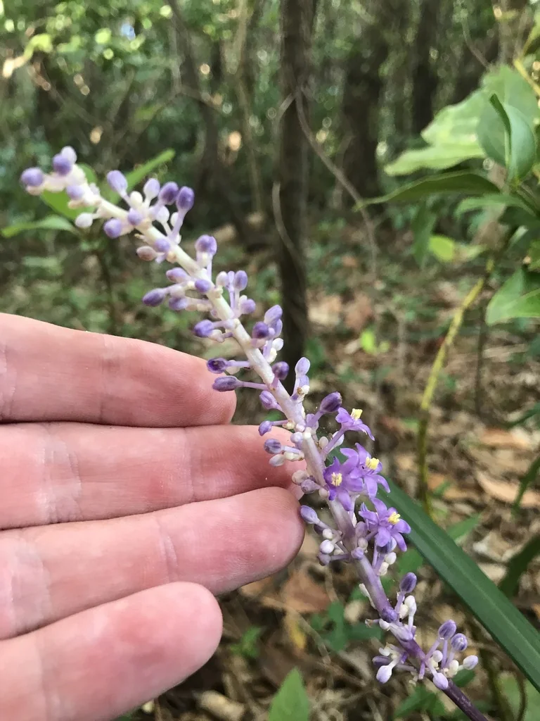 Liriope Muscari