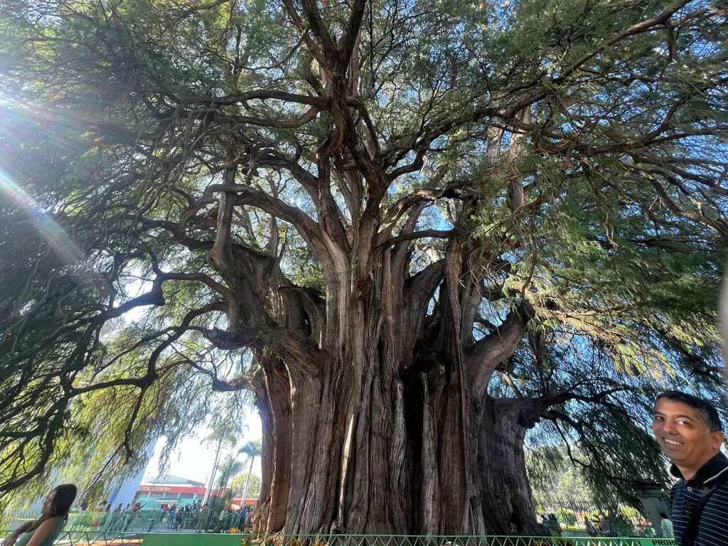 Taxodium Mucronatum