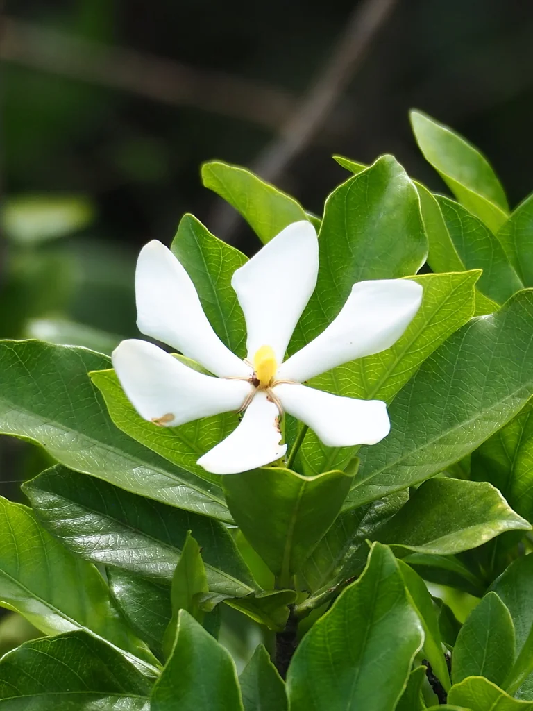Gardenia Jasminoides