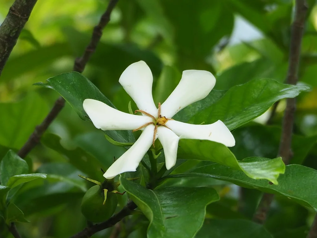 Gardenia Jasminoides