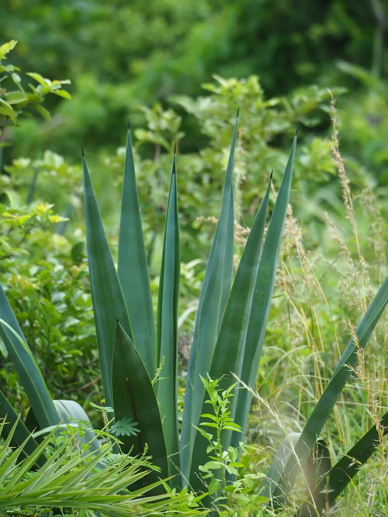 Agave Sisalana