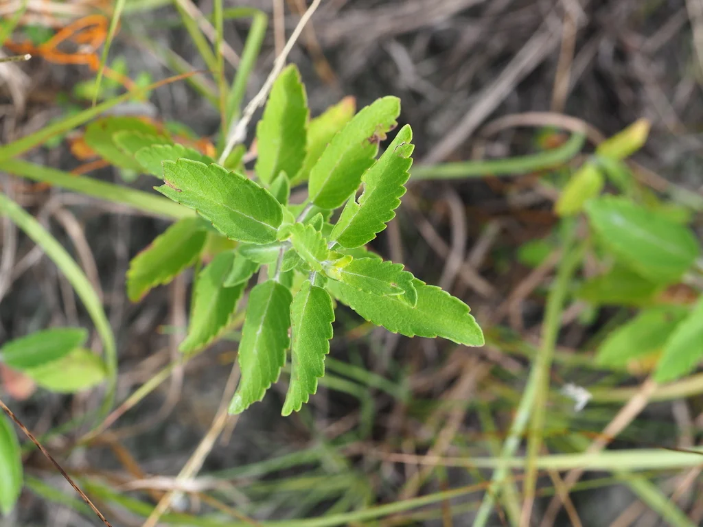 Caryopteris incana