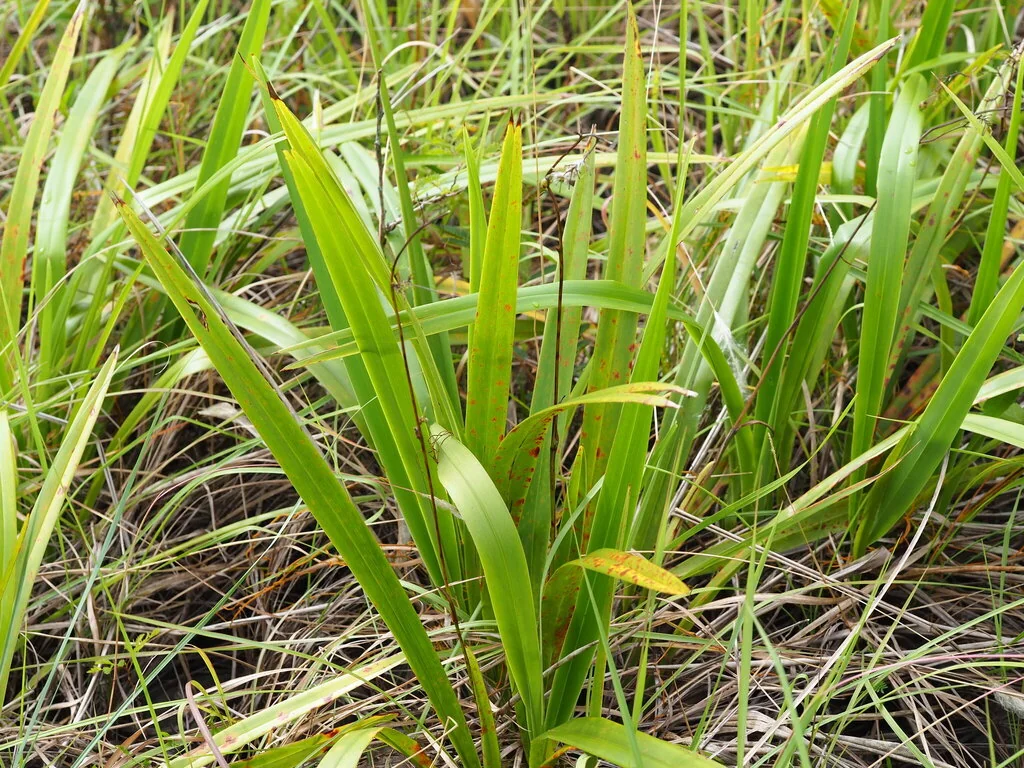 Dianella Ensifolia