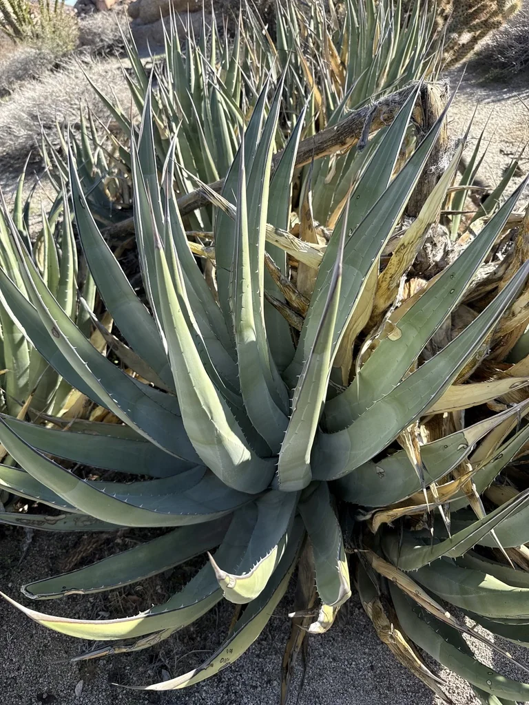Agave Deserti
