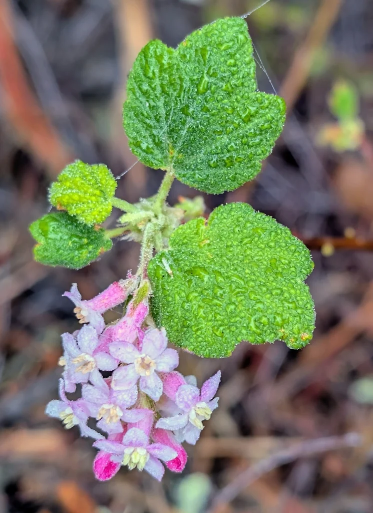 Ribes Malvaceum