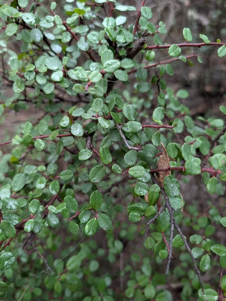Rhamnus Crocea