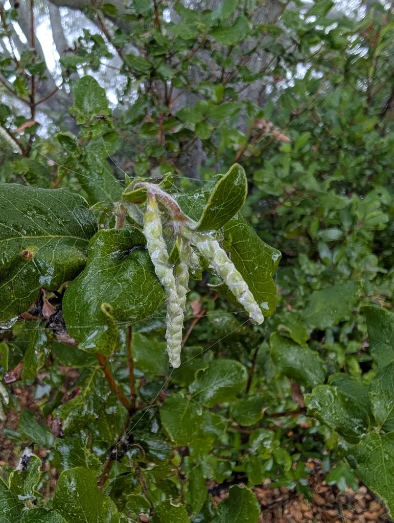 Garrya elliptica