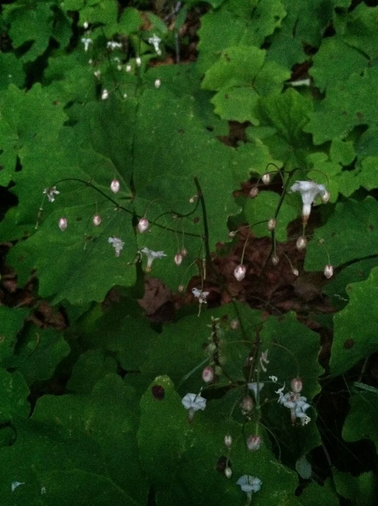 Vancouveria Hexandra