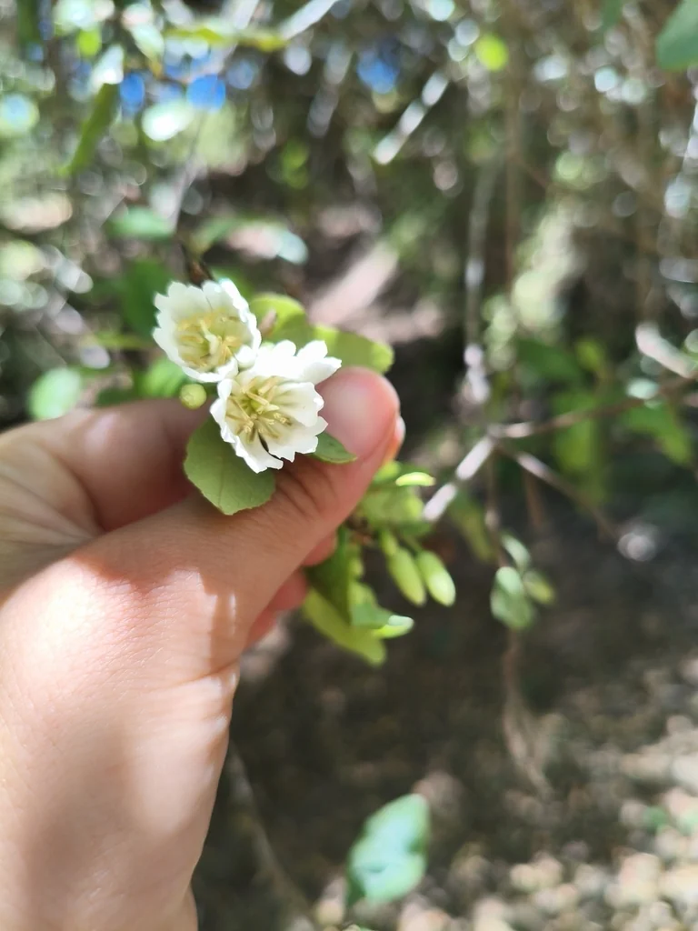 Crinodendron Patagua