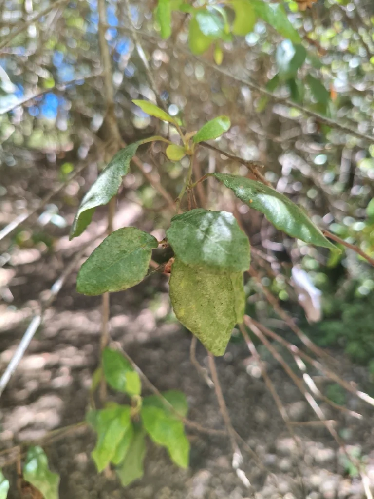 Crinodendron Patagua