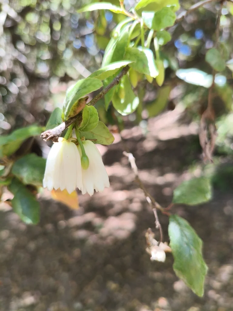 Crinodendron Patagua