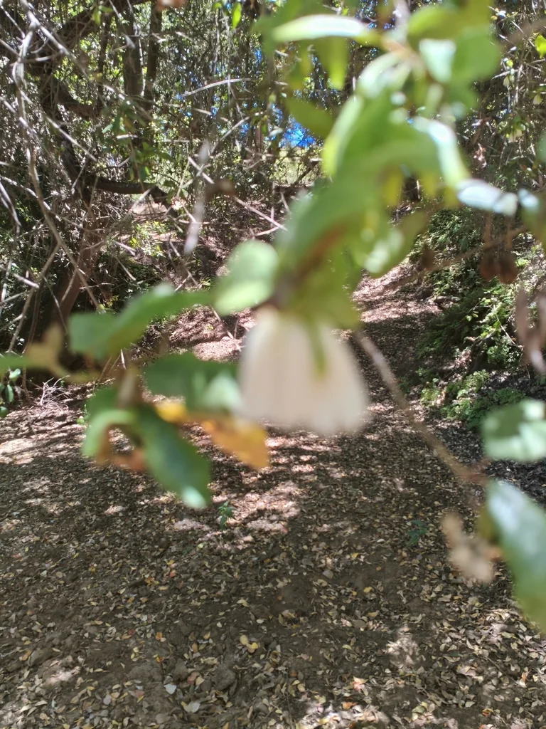 Crinodendron Patagua