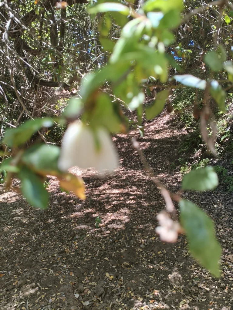 Crinodendron Patagua
