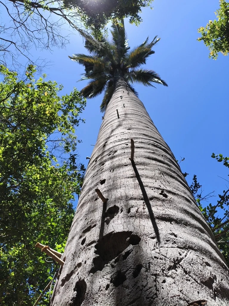 Jubaea Chilensis