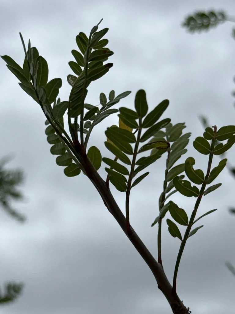 Bursera Microphylla