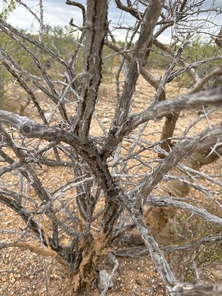 Fouquieria Diguetii