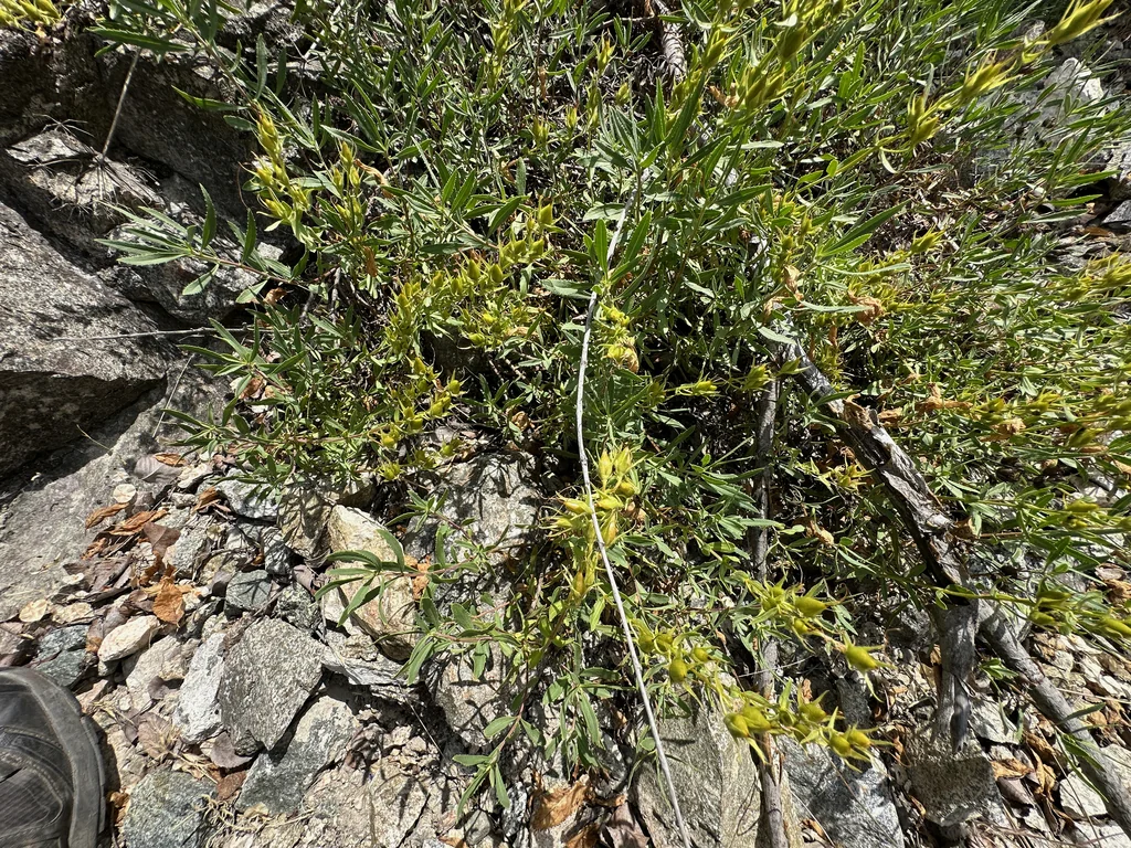 Penstemon Fruticosus