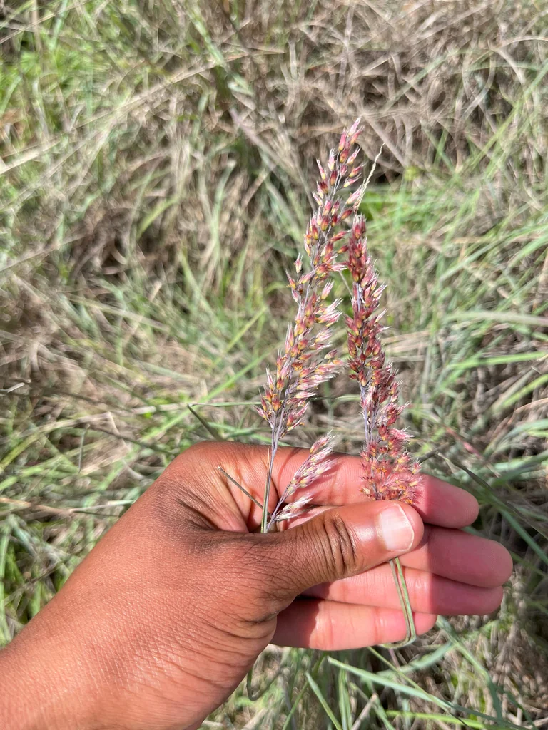 Melinis Nerviglumis