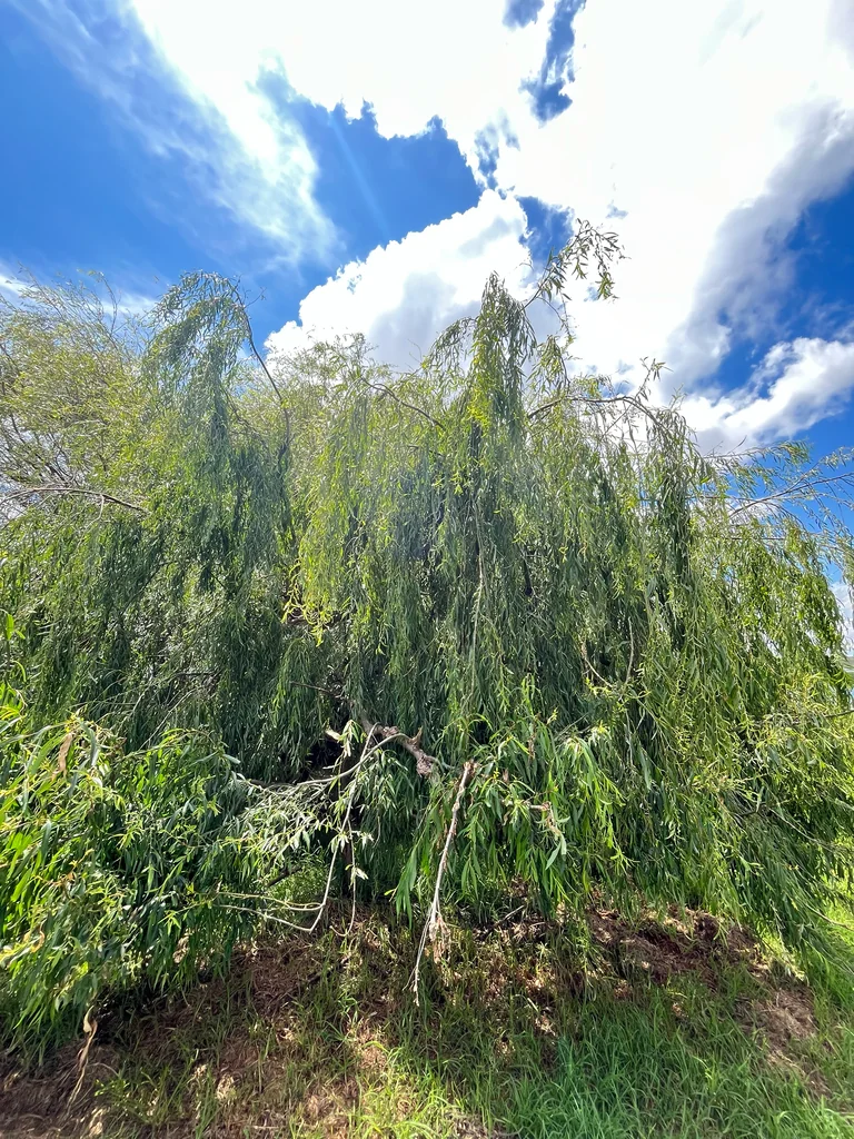 Salix Matsudana