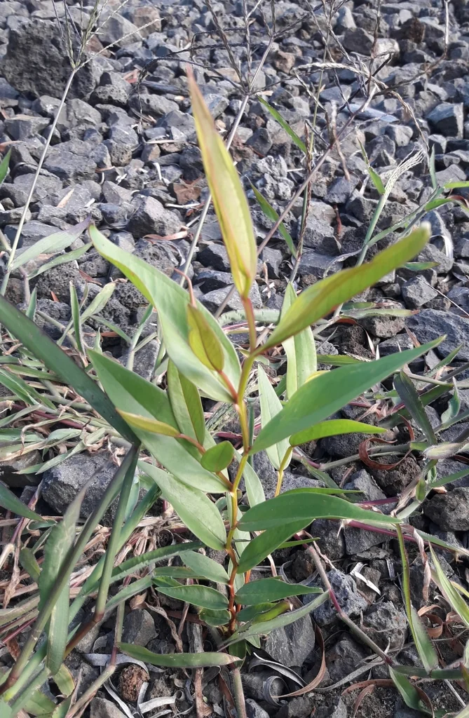 Agonis Flexuosa