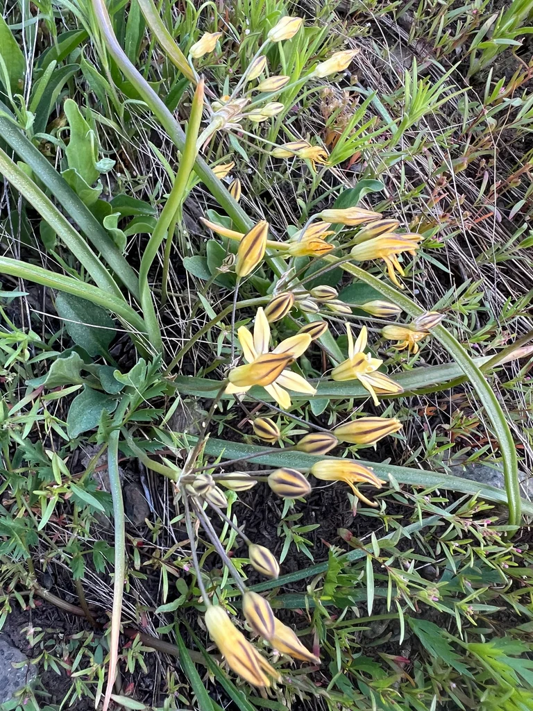 Triteleia Ixioides