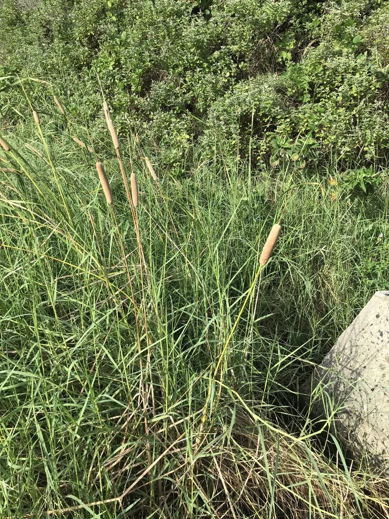 Typha Domingensis