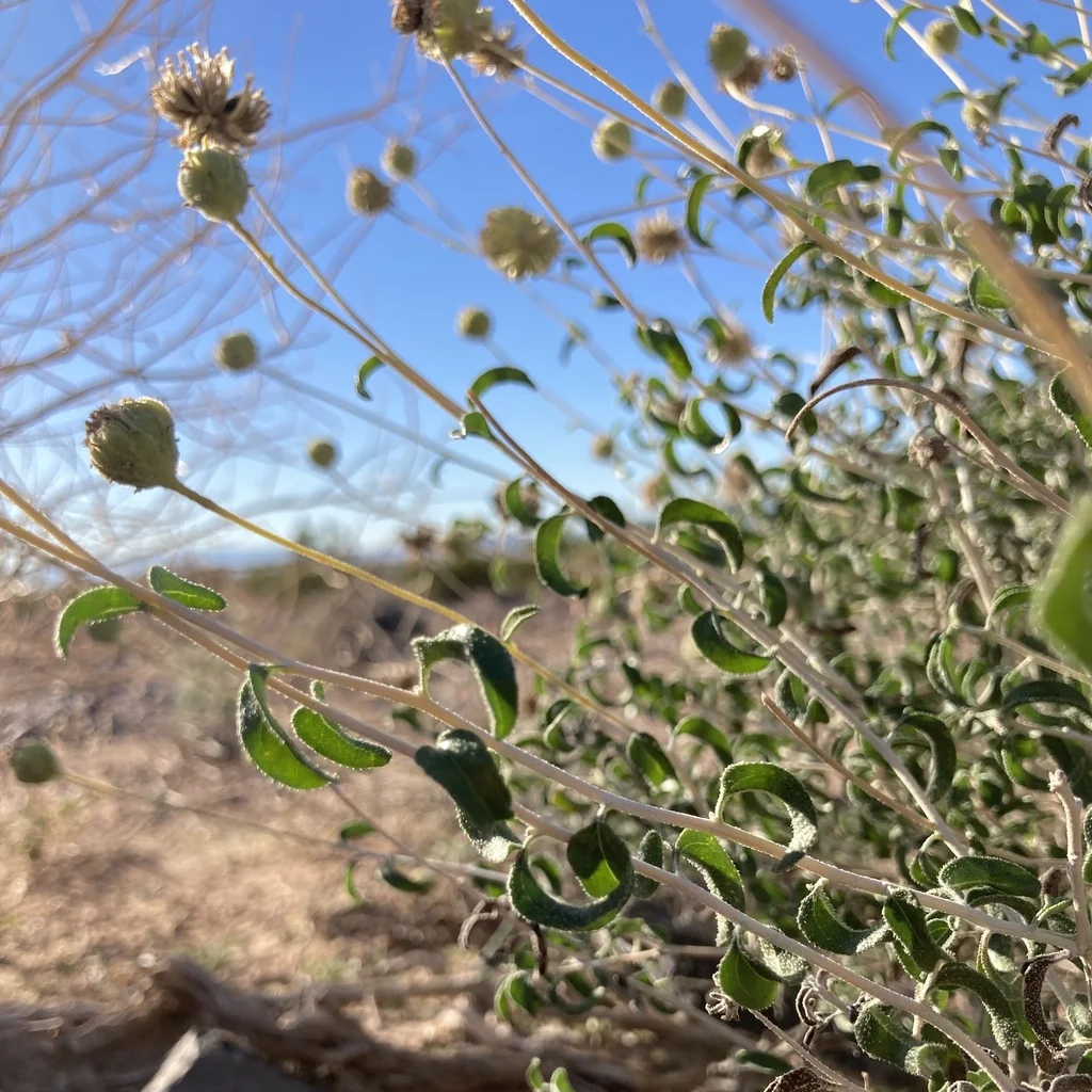 Encelia Frutescens