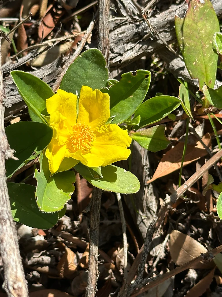 Hibbertia Scandens