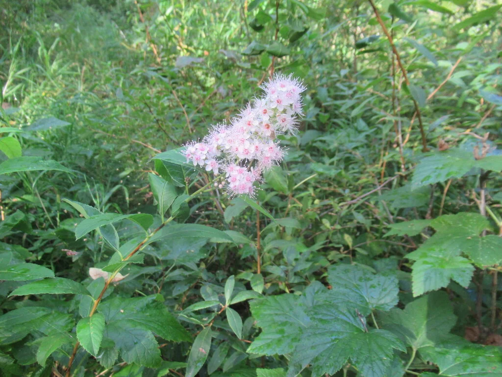 Spiraea Arguta