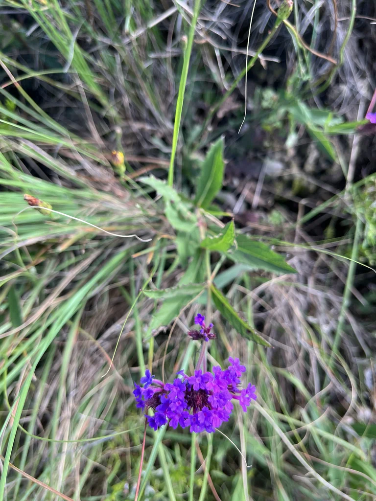 Verbena Rigida