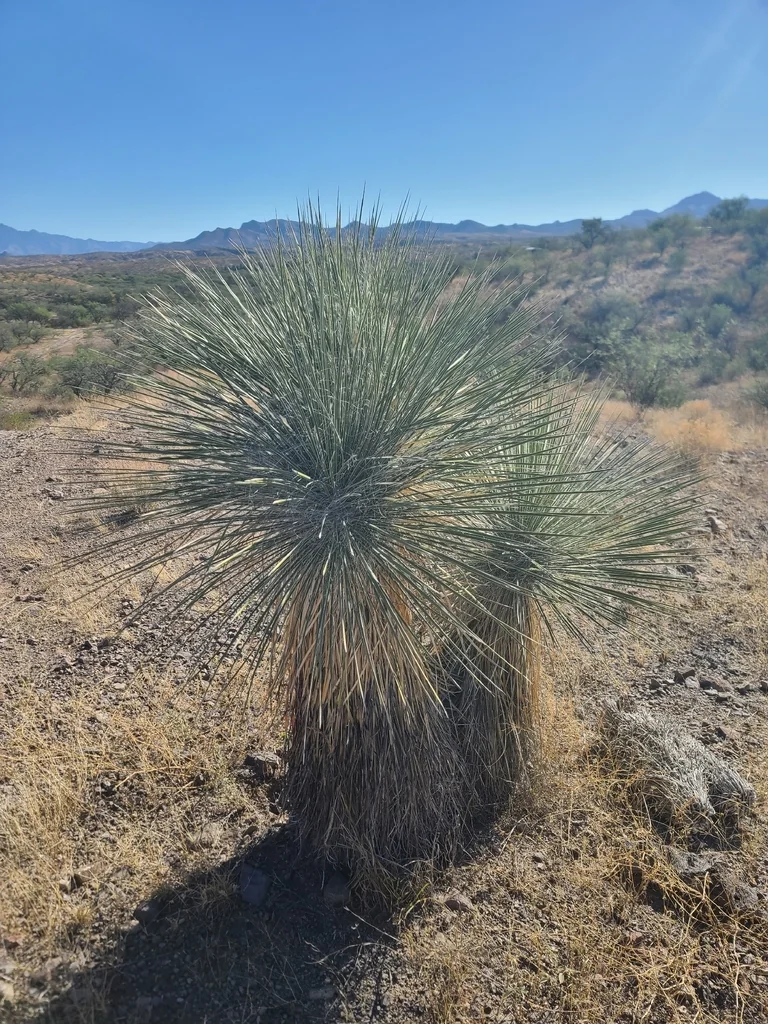Yucca Elata