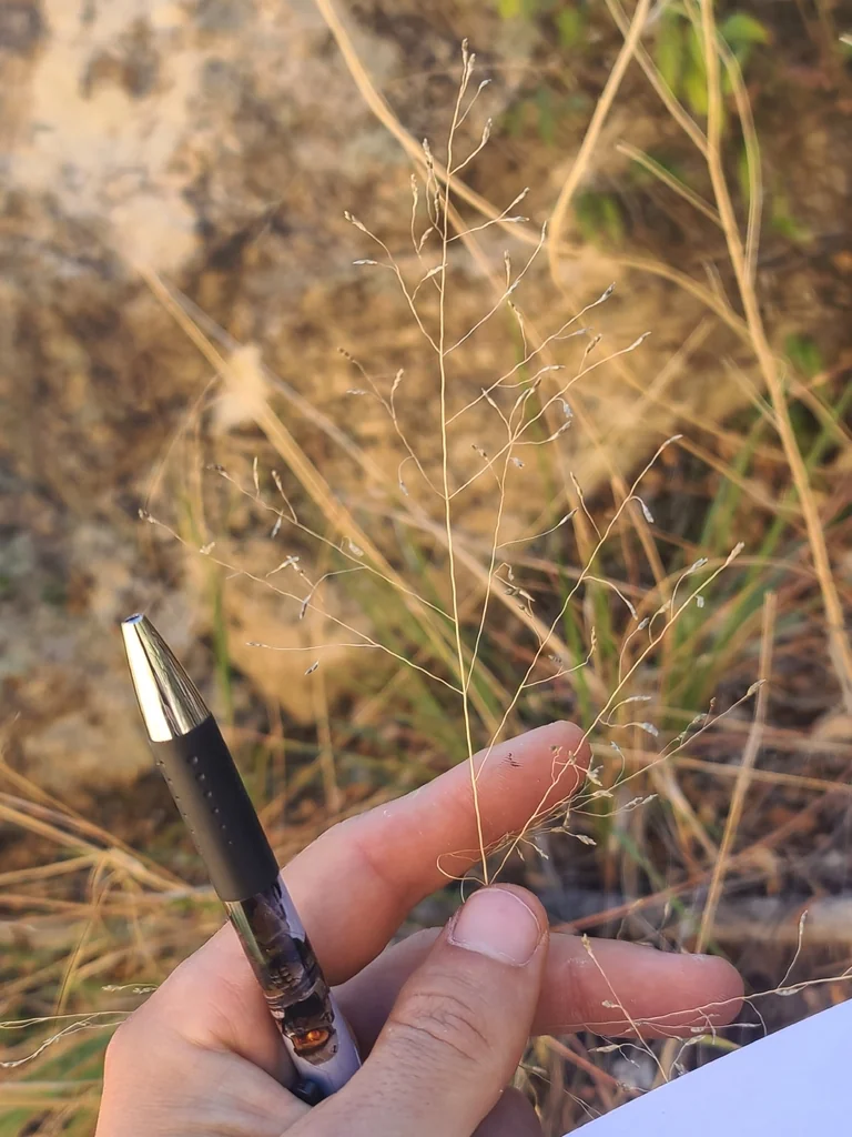 Eragrostis Intermedia